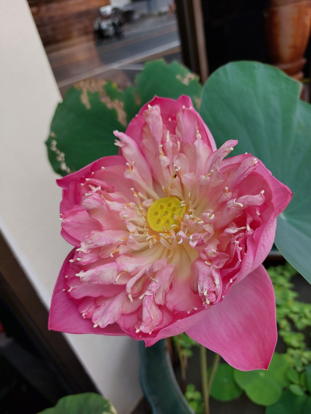 Geöffnete rosafarbene Lotusblüte mit gelbem Blütenstand zwischen grünen Blättern