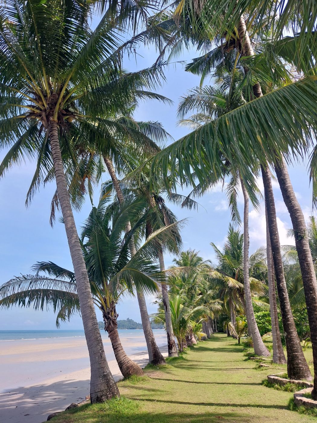 Palmenallee auf einem Grünstreifen direkt am Strand